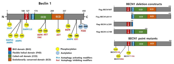 Domain structure of Beclin 1 (left) and constructs for Beclin1 deletion/point mutation (right)