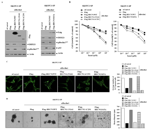 The functional study of Beclin1 domains on drug resistance and cancer stemness of ovary cancer stem cells