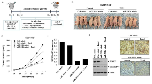 The effects of miR-302d on tumorigenic potential and drug-resistance of ovary cancer stem cells