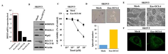 The effect of patinet-derived exosome in anti-cancer drug resistance and tumorigenic potential in vitro