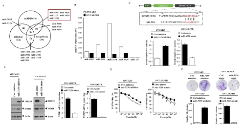 Role of miR-323b/DDX53 network in anti-cancer drug cell, OVCAR3TR