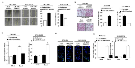 Role of miR-323b/DDX53 network in anti-cancer drug cell, OVCAR3TR