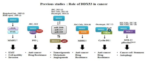 암에서의 DDX53의 역할 및 기능