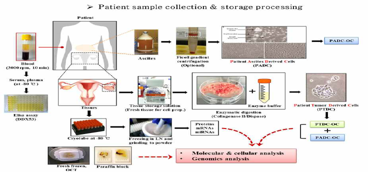 환자 유래 샘플 수집 및 확보