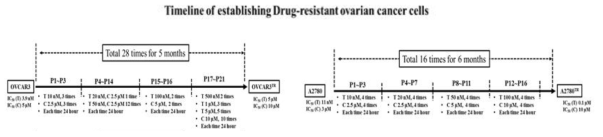항암제 내성 난소암 세포주 확립