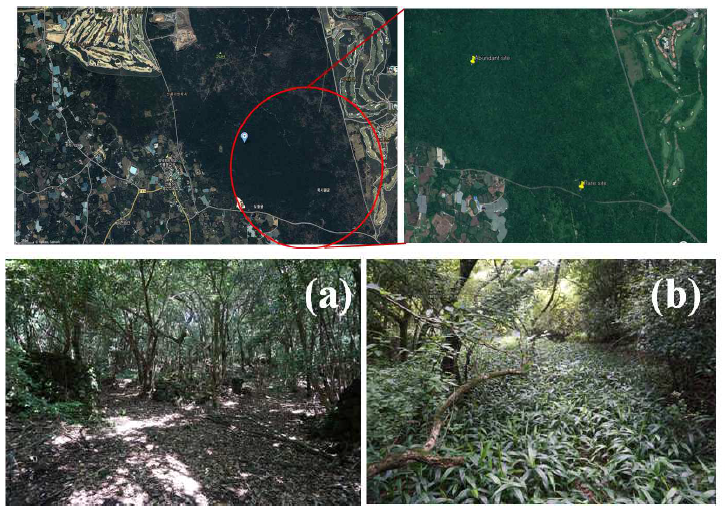 연구 지역의 전경(제주도 동백동산 곶자왈습지, 오른쪽)과 멸종위기식물 제주고사리삼의 개체군 밀도가 높은 곳(오른쪽 그림에서 위쪽 표시-구실잣밤나무군락)과 밀도가 낮은 곳(오른쪽 그림의 아래쪽 표시-참느릅나무군락이다). 제주고사리삼이 임상에 분포하는 구실잣밤나무군락(왼쪽, 제주고사리삼 개체군소규모)과 참느릅니무군락(오른쪽, 제주고사리삼 개체군 대규모)