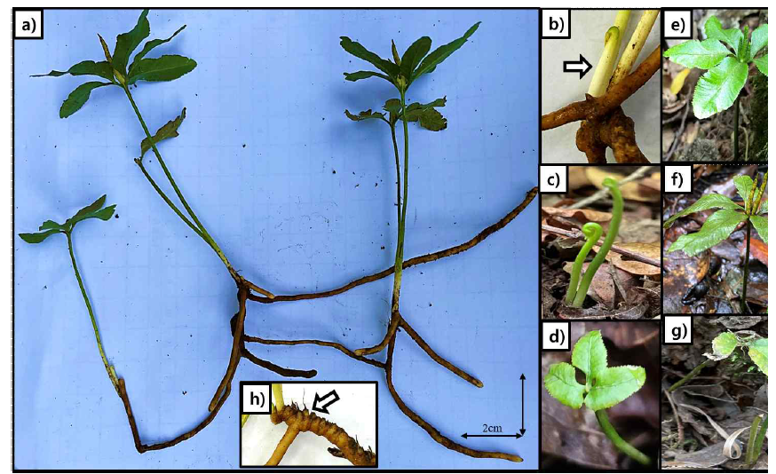 제주고사리삼의 개체 (a), 근경으로부터 나온 양치엽병 (화살표) (b), 지상부의 출현 (c), 초기 영양엽과 생식우편 (d), 영양엽의 확장과 미성숙된 생식우편 (e), 성숙된 생식우편 (f), 갈변 또는 낙엽 (화살표) (g), 그리고 엽흔 (화살표)