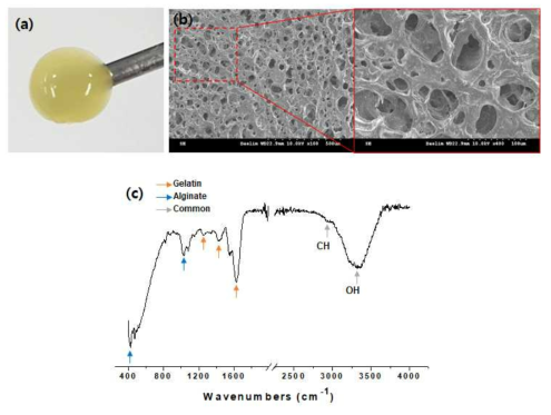 Cellrix Biogel Characteristics: (a) Photograph of Cellrix 3D Biogel, (b) SEM image (morphology), (c) FT-IR (composite)