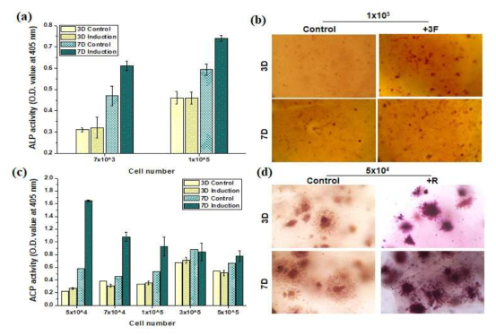 Raw and MC3T3-E1 culture in 3D condition; (a) ALP assay, (b) ALP staining, (c) ACP assay (d) TRAP staining