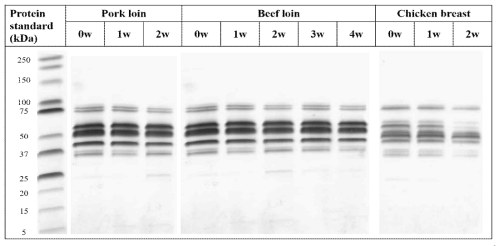 SDS-PAGE of pork loin, beef loin and chicken breast with various wet aging periods at 4℃