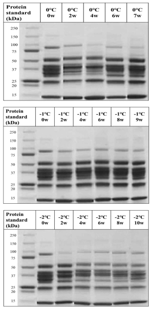 SDS-PAGE of beef loin with different aging temperatures and dry aging periods