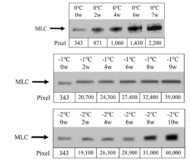 Western blot of the degradation of myosin light chain (MLC) in beef loin with different aging temperatures and dry aging periods