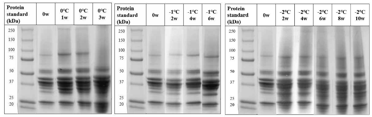 SDS-PAGE of prok loin with different aging temperatures and dry aging periods