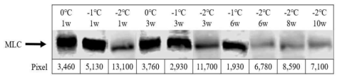 Western blot of the degradation of myosin light chain (MLC) in pork loin with different aging temperatures and dry aging periods