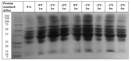 SDS-PAGE of chicken breast with different aging temperatures and dry aging periods