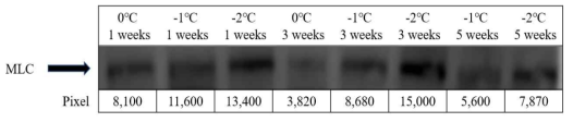 Western blot of the degradation of myosin light chain (MLC) in chicken breast with different aging temperatures and dry aging periods