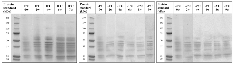 SDS-PAGE of beef loin with different aging temperatures and wet aging periods