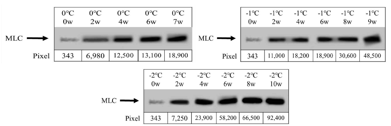 Western blot of the degradation of myosin light chain (MLC) in beef loin with different aging temperatures and wet aging periods