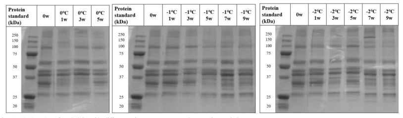 SDS-PAGE of prok loin with different aging temperatures and wet aging periods