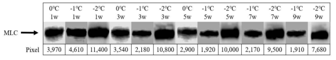 Western blot of the degradation of myosin light chain (MLC) in prok loin with different aging temperatures and dry aging periods