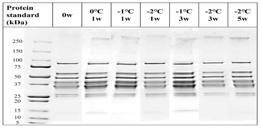 SDS-PAGE of chicken breast with different aging temperatures and wet aging periods