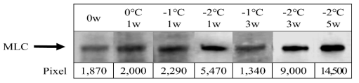 Western blot of the degradation of myosin light chain (MLC) in chicken breast with different aging temperatures and wet aging periods