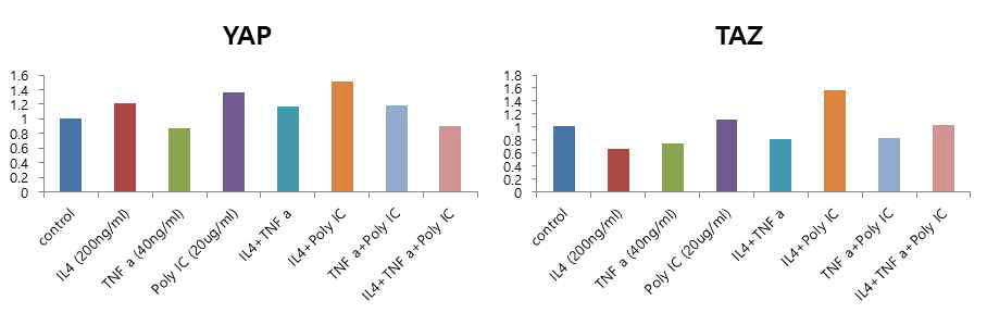 NHEK에 유도물질 처리 시 YAP/TAZ 발현 양 비교