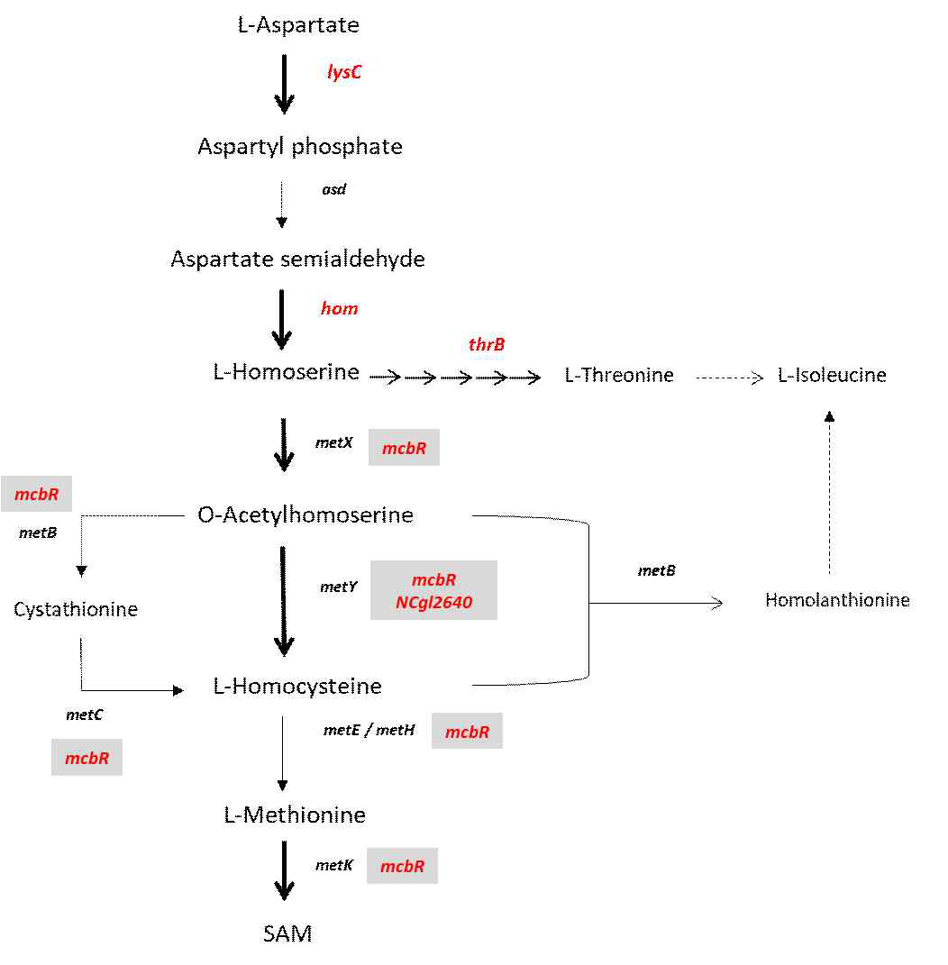 Engineering strategy for enhancing methionine pool in C. glutamicum