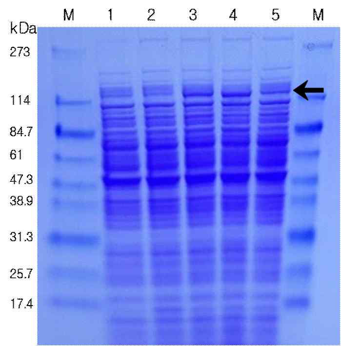 SDS-PAGE of CAR expresssion in C. glutamicum 1, pSCA3035; 2, pSCA3535; 3, pICA4035; 4, pICA4335; 5, pICA4535