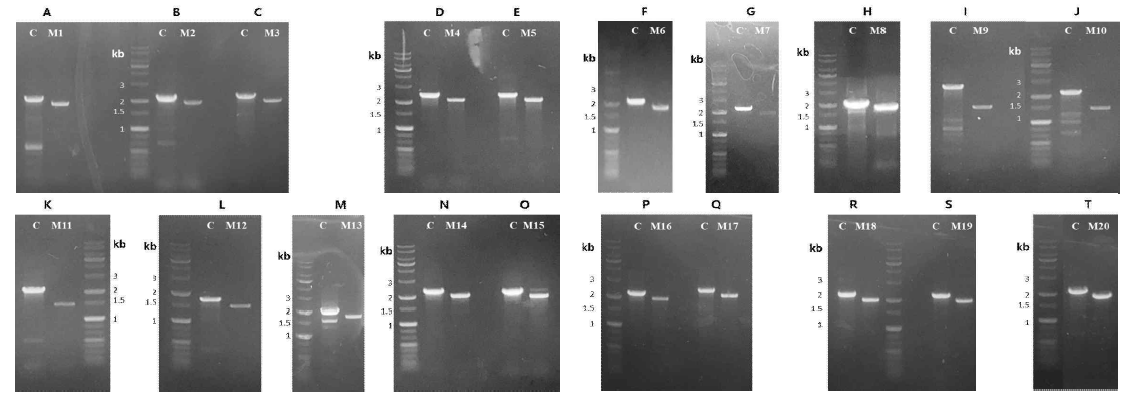 PCR에 의한 염색체상에서 각 유전자 결손의 확인 A, HB-Δ0186; B, HB-Δ0219; C, HB-Δ0313; D, HB-Δ0324; E, HB-Δ1213; F, HB-Δ0503; G, HB-Δ1302; H, HB-Δ1459; I, HB-Δ0908; J, HB-Δ1608; K, HB-Δ1962; L, HB-Δ2213; M, HB-Δ2277; N, HB-Δ2122; O, HB-Δ2358; P, HB-Δ2382; Q, HB-Δ2449; R, HB-Δ2582; S, HB-Δ2709; T, HB-Δ2952