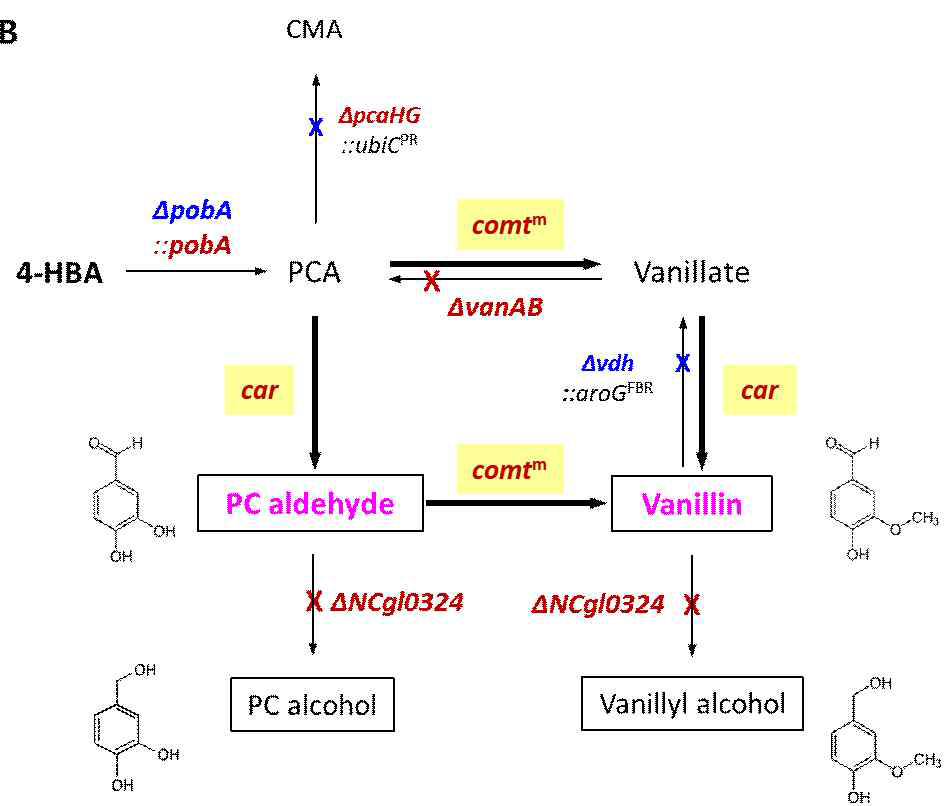 C. glutamicum에서 대사 재설계에 의한 PC aldehyde 생산경로 구축