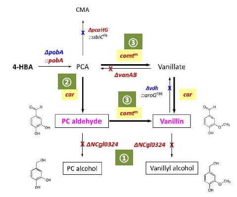 C. glutamicum에서 대사 재설계에 의한 Vanillin 생산경로 구축