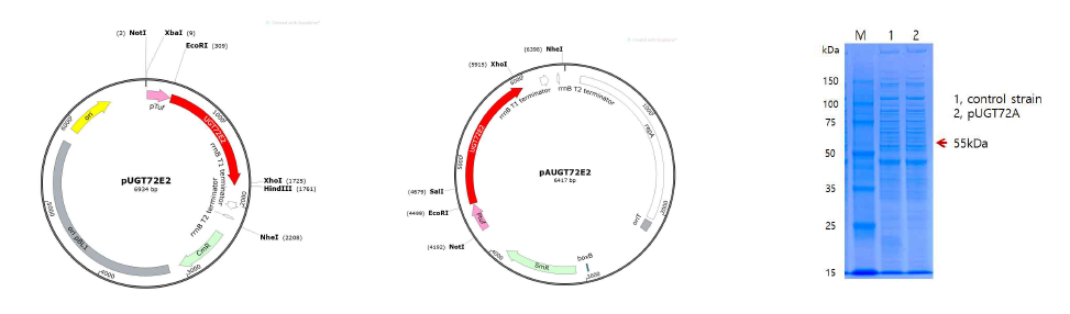 Cloning vector map and SDS-PAGE of UGT72E2 expression in C. glutamicum