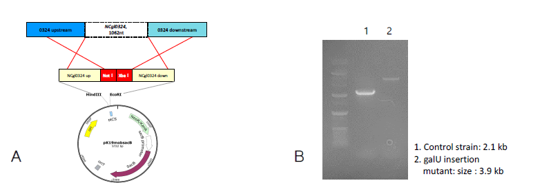 Constructed vector map(A) and confirmation of galU insertion strain via PCR analysis(B)