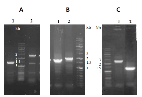 PCR 분석을 통한 제작된 MA183 (A), MA225 (B), MA303 (C)의 확인