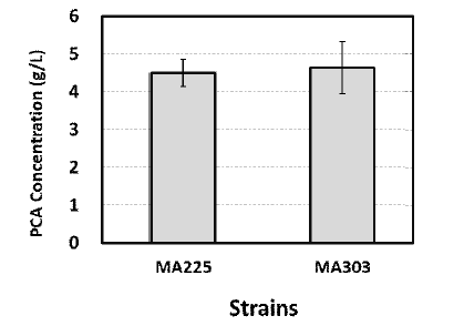 균주별 fllask 배양을 통한 PCA생산 농도
