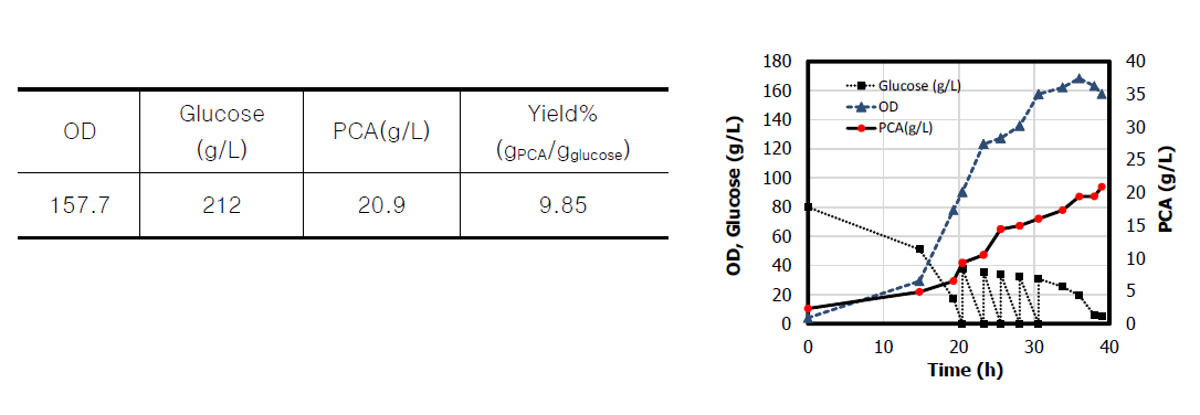균주별 5-L 배양을 통한 PCA생산 농도