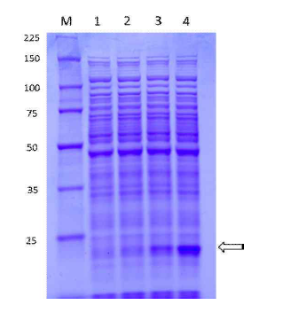 SDS-PAGE of COMT expression in C. glutamicum 1. Control; 2, pYL230; 3, pYL200; 4, pYL250