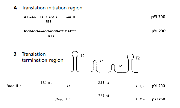 제작된 벡터의 tuf promoter의 translation initiation region의 DNA 서열 (A)과 rrnB 전사종결의 2차 구조 (B)