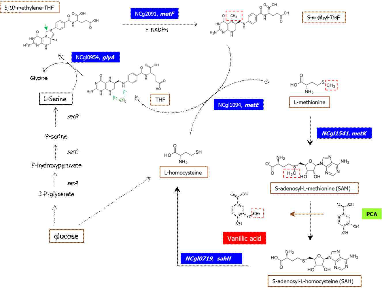 Methyl regeneration pathway in C. glutamicum