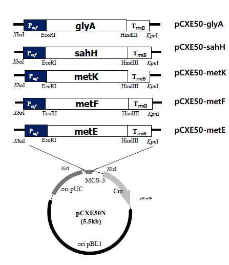 Vector map of constructed plasmids