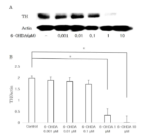 6-OHDA에 의한 TH 발현의 Western blot 분석