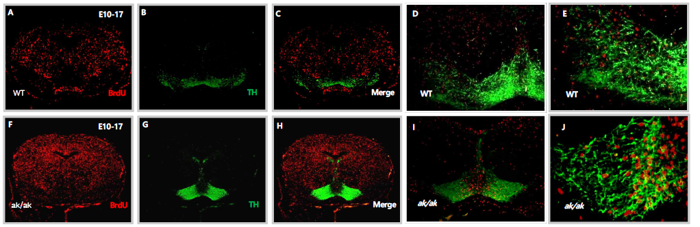 WT 및 ak/ak 마우스에서 BrdU 및 TH 발현 비교