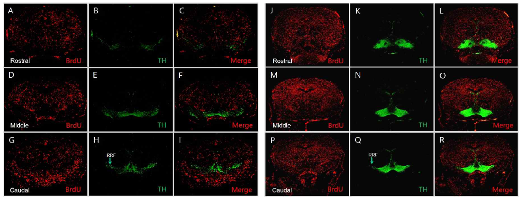 WT 및 ak/ak 마우스에서 위치에 따른 BrdU 및 TH 발현 비교