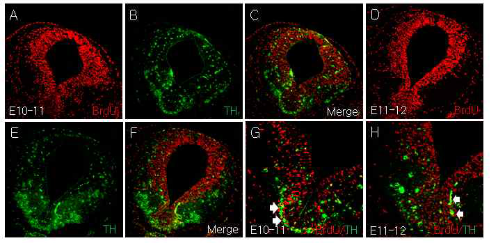 중뇌의 발생과정에서 TH와 BrdU 양성세포의 분포