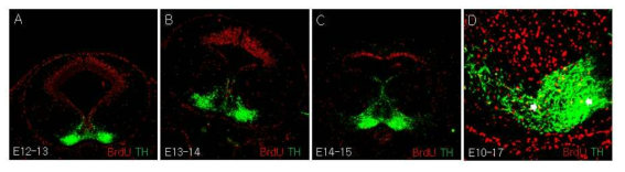 중뇌의 발생과정에서 TH와 BrdU 양성세포의 발현