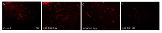 마우스 중뇌 조직의 세포배양에서 6-OHDA의 처리에 대한 TH 양성세포의 발현