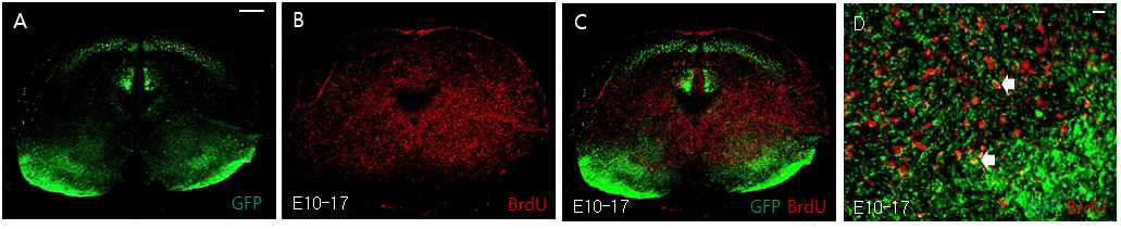 중뇌의 발생과정에서 GFP knock-in mouse를 이용한 실험