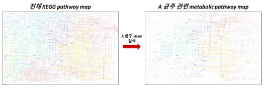 KEGG database에서의 PM 관련 metabolic pathway map