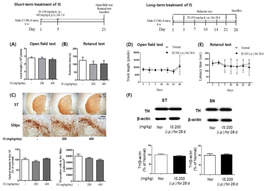 IS의 마우스 투여 후(short-term / long-term treatment), 파킨슨병 운동 장애 및 TH 발현 변화 확인 결과